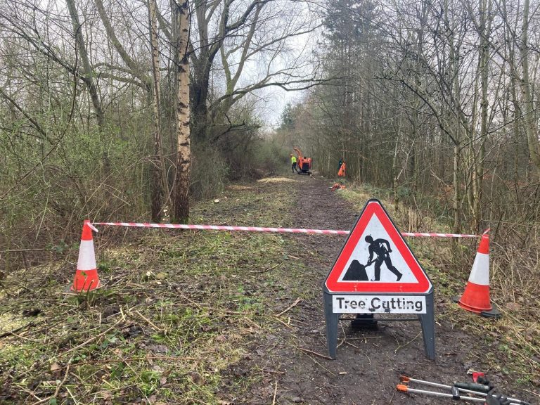 Wrigley Head Tree Works Update